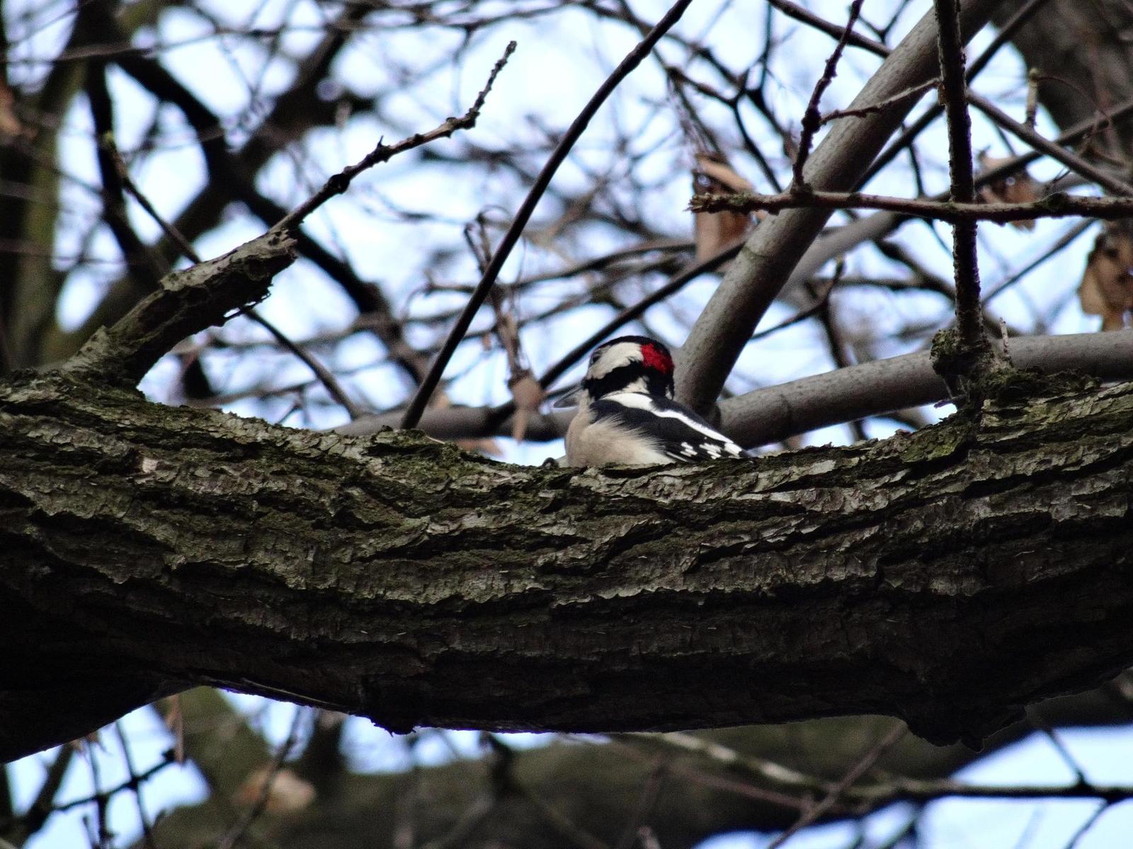 Sony Cyber-shot HX50: velká čísla v malém těle