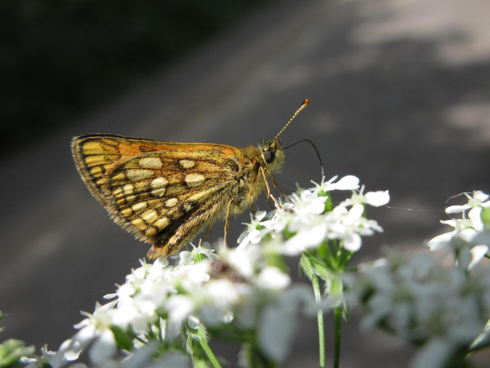 Canon IXUS 285 HS: kamarád do kabelky