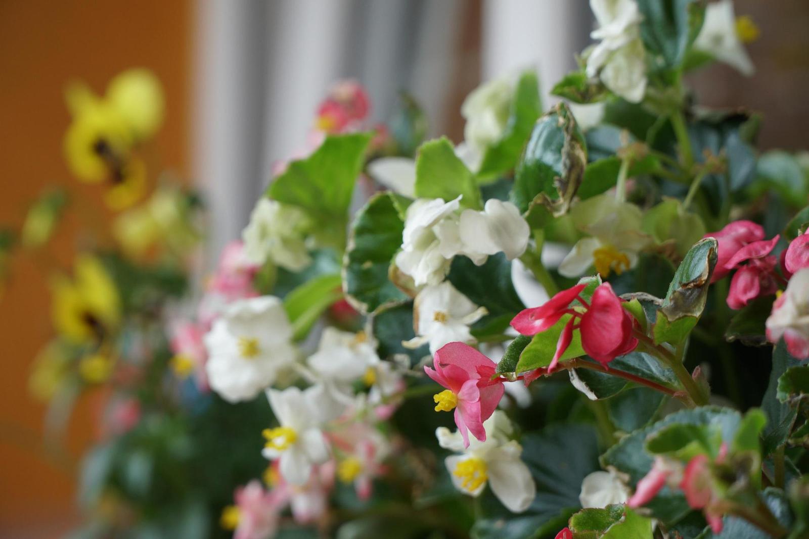 Sony E PZ 18-105mm F4 G OSS (SELP18105G)