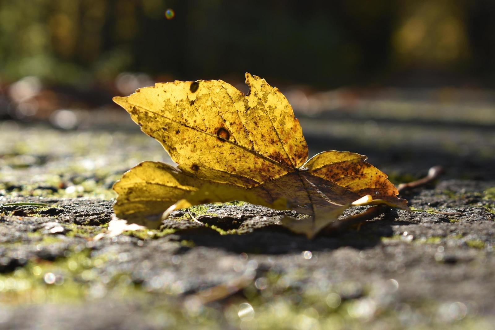 Nikon D5600: zrcadlo stále žije