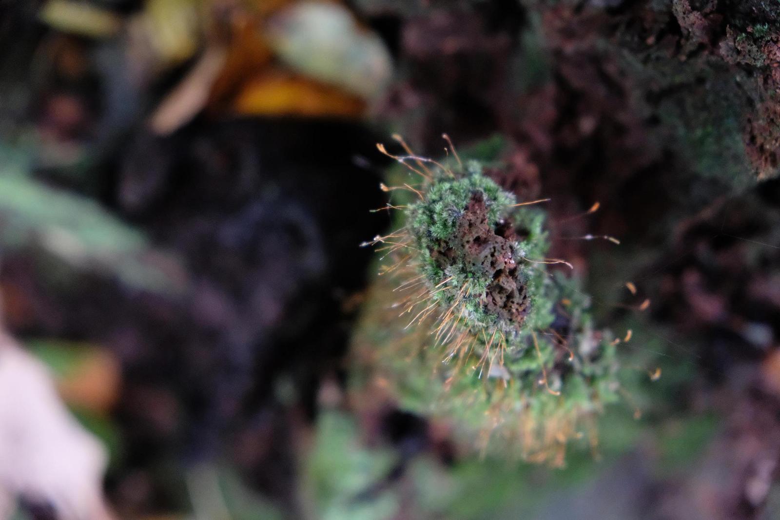 Fujifilm X-T20: zatraceně dobře fotící APS-C