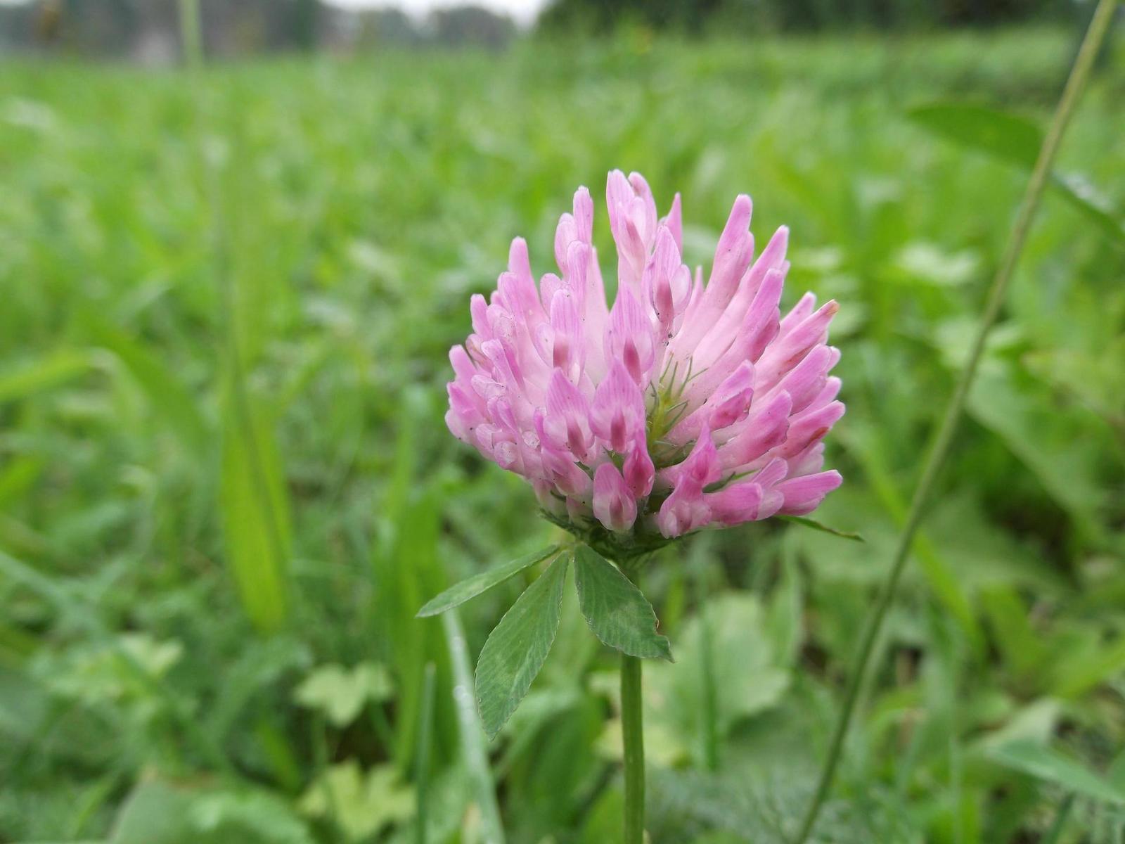 Starý vs. nový aneb megapixely k ničemu?