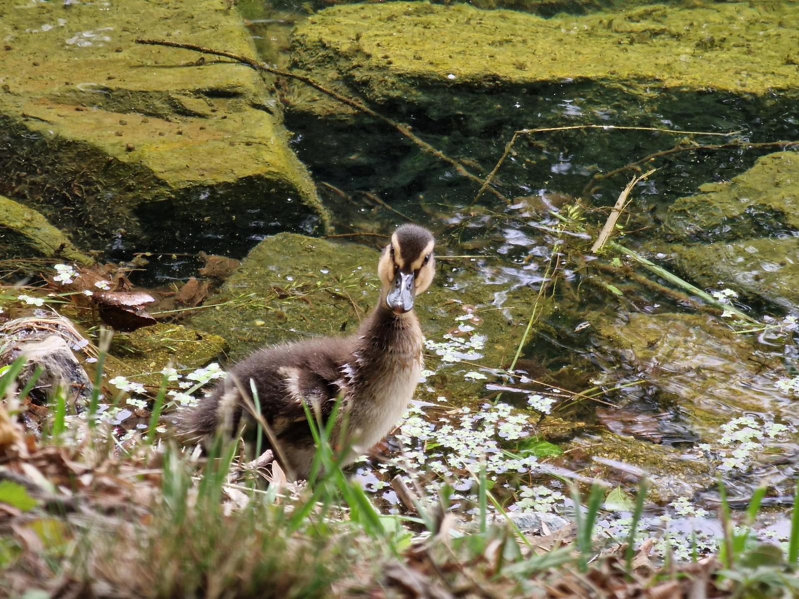 Samsung Galaxy S22 Ultra: pětioký fotografický král?