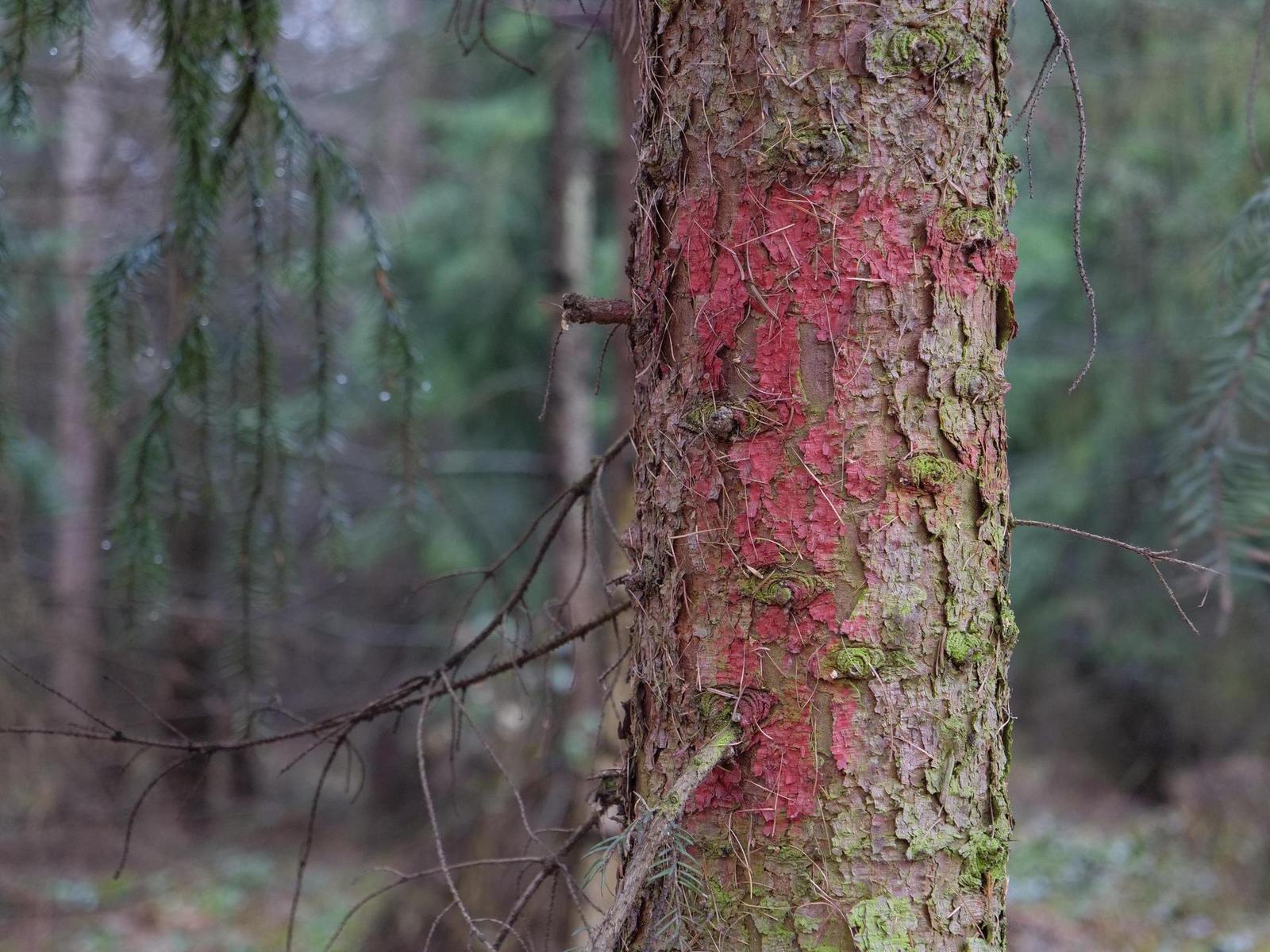 Panasonic Lumix GH5: video-profesionál