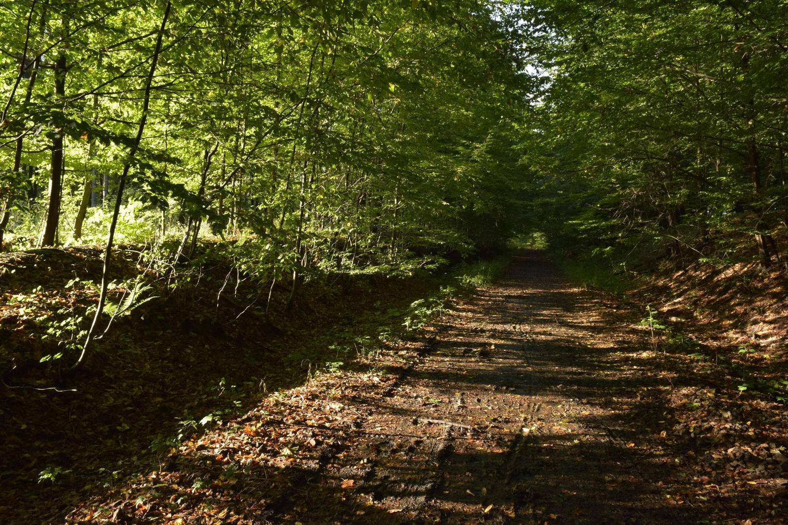 Nikon D3300: drobek se silným srdcem