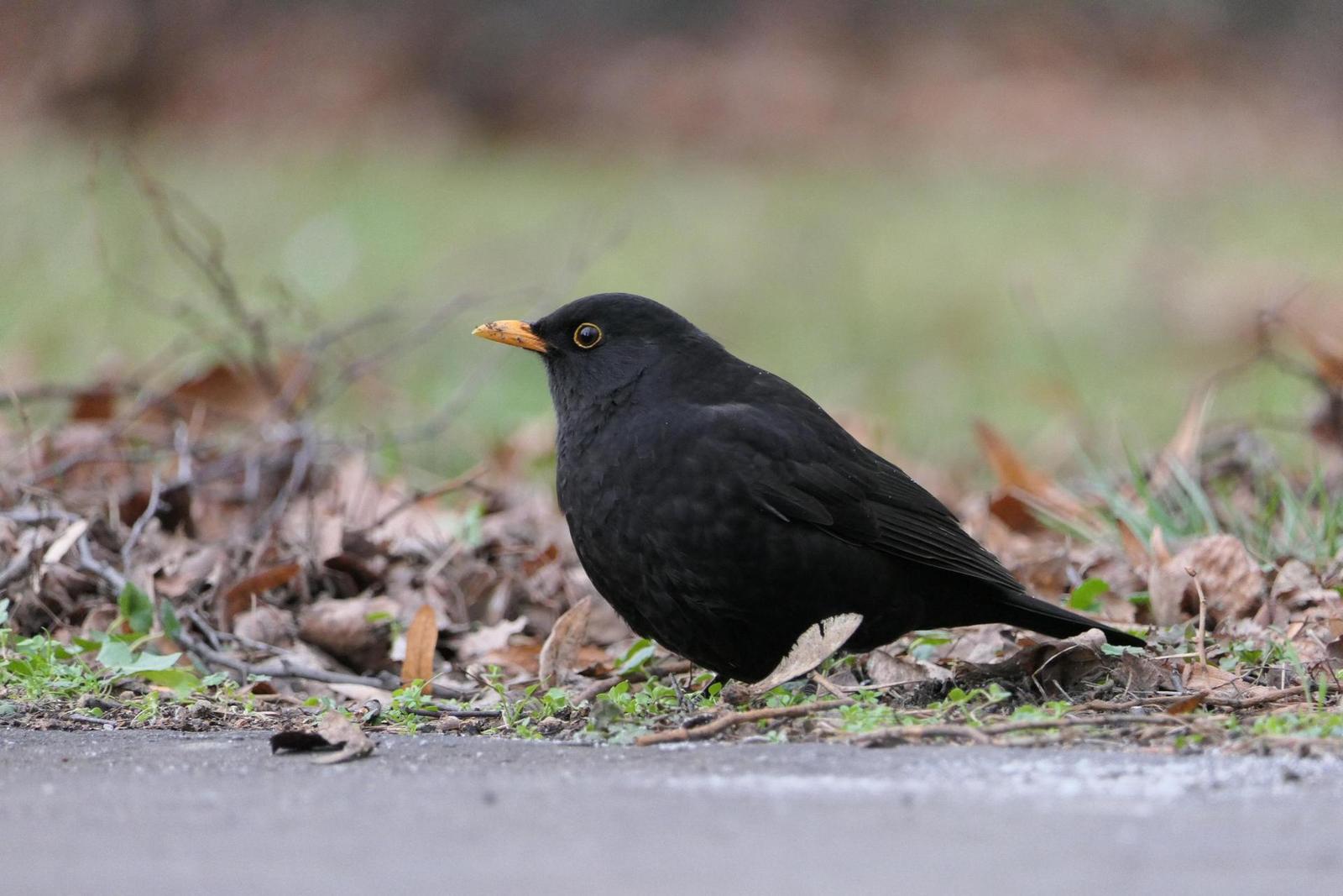 Panasonic Lumix FZ2000: ultrazoom nebo profi kamera?