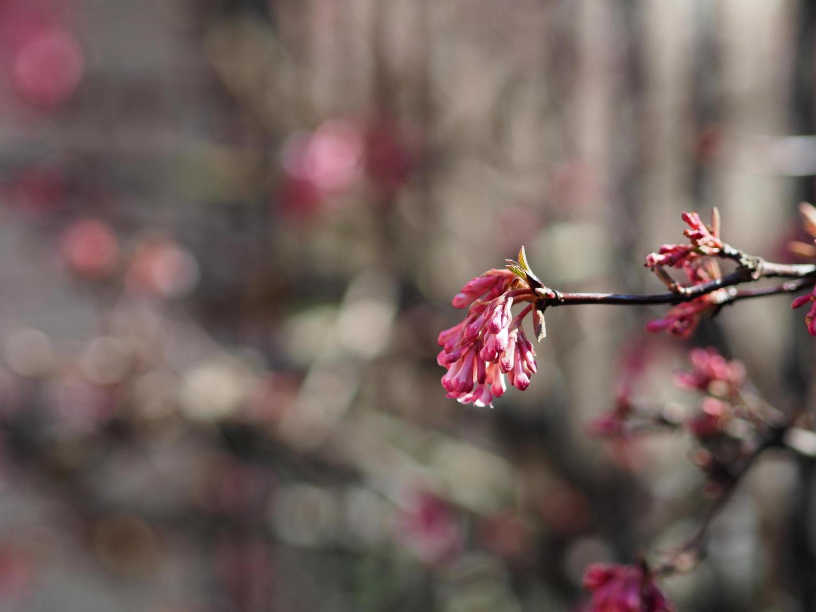 Olympus OM-D E-M10 Mark II: podařené retro