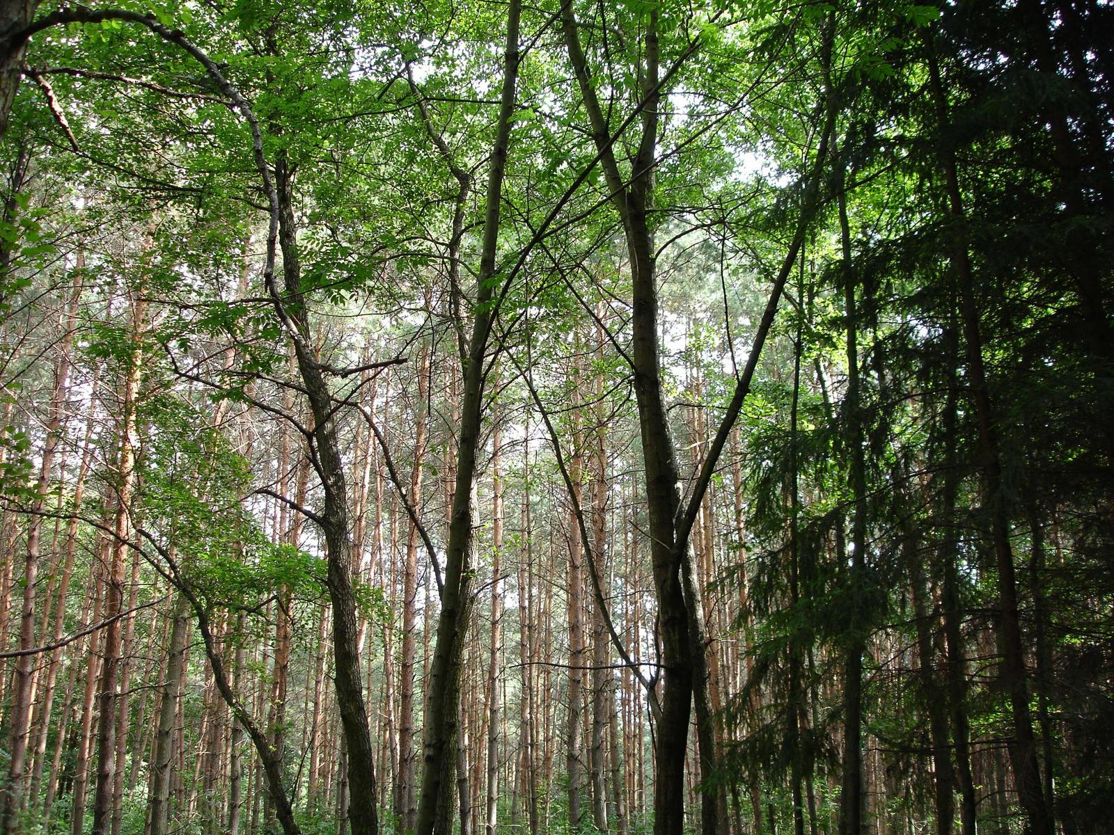 Sony Cyber-shot DSC-P200: Půlkruhová sedmička