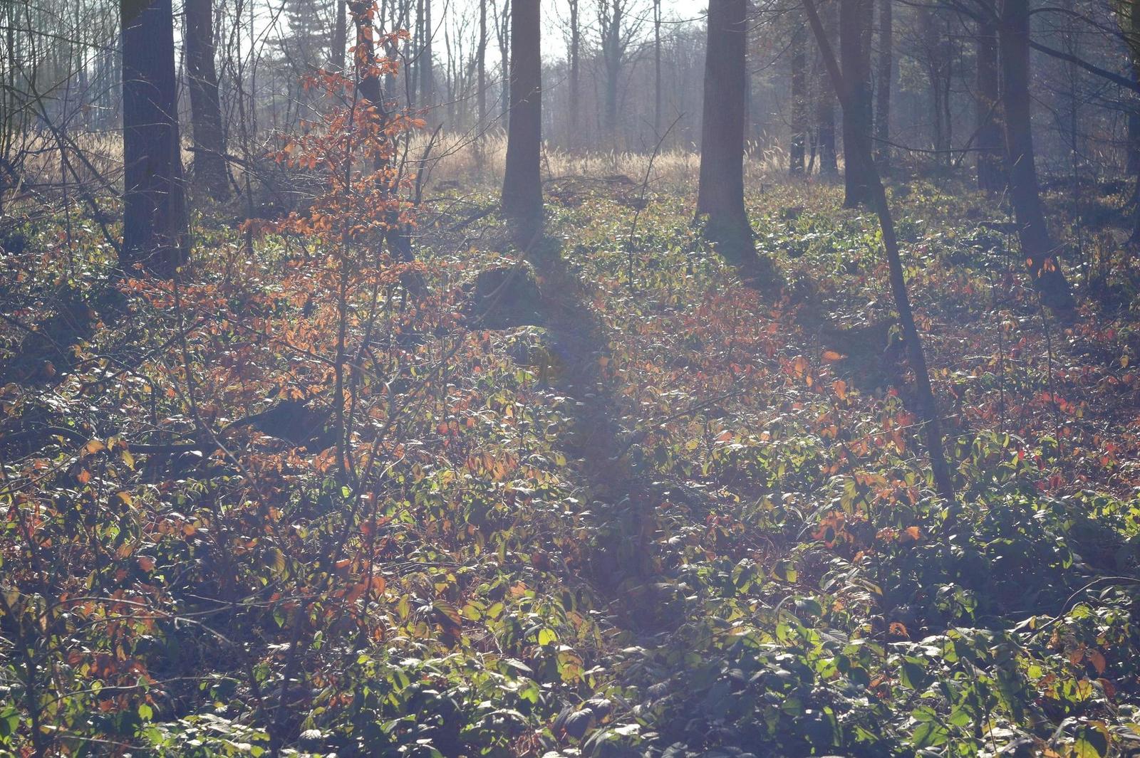 Industar-61L/D 55mm F2.8 (M39)