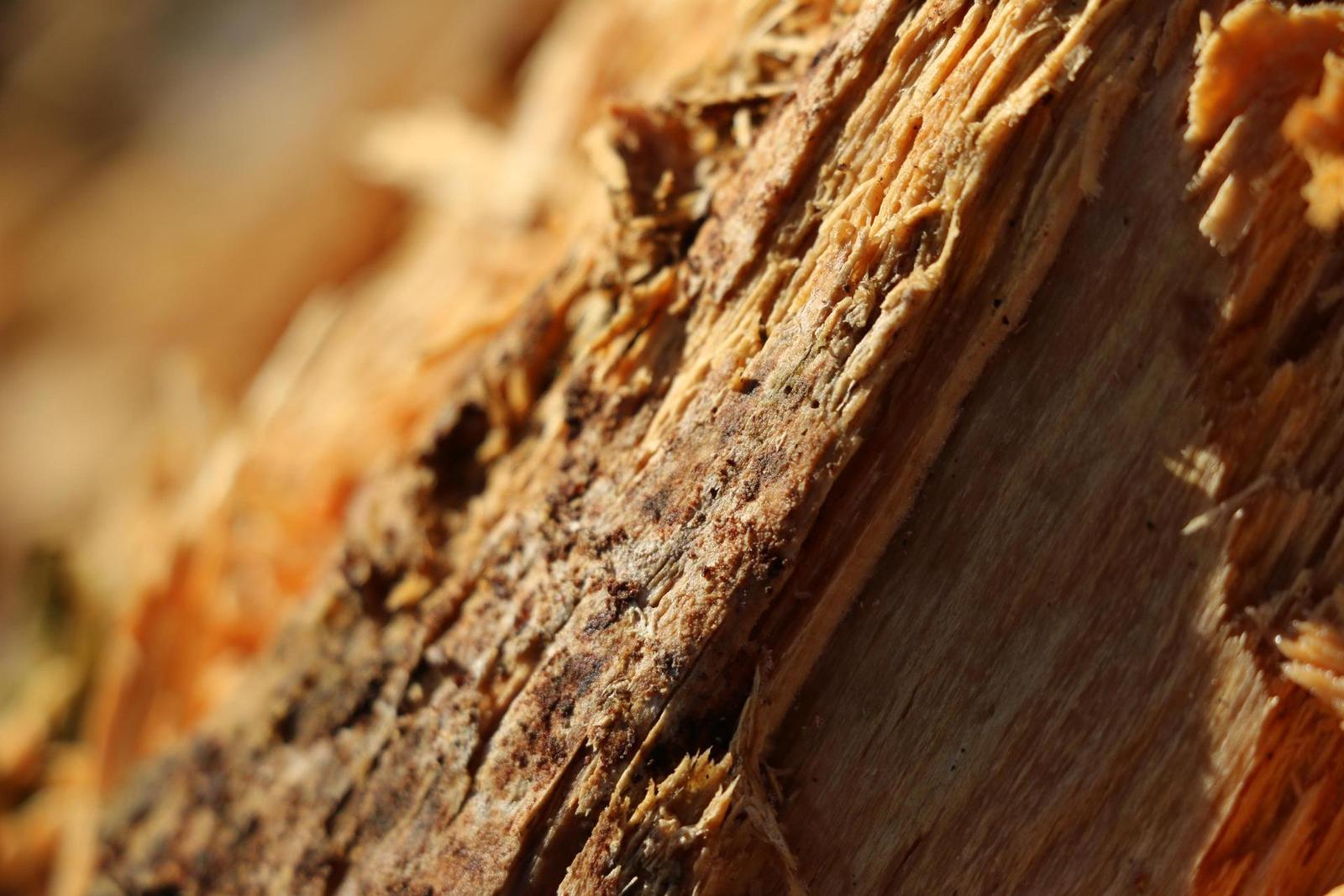 Canon EF-S 18-135mm f/3.5-5.6 IS STM