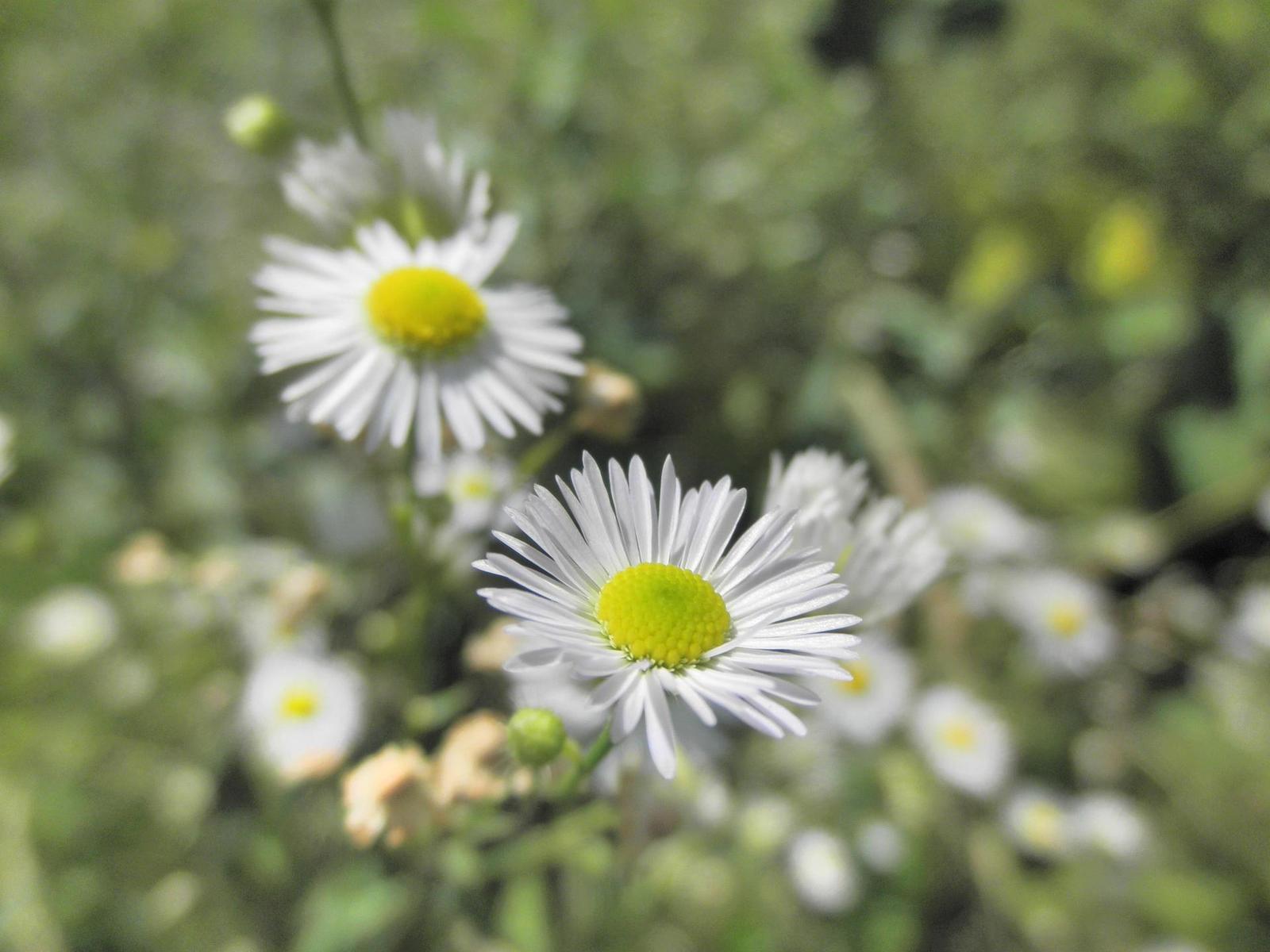 Olympus mju-7010: stylovka v růžovém