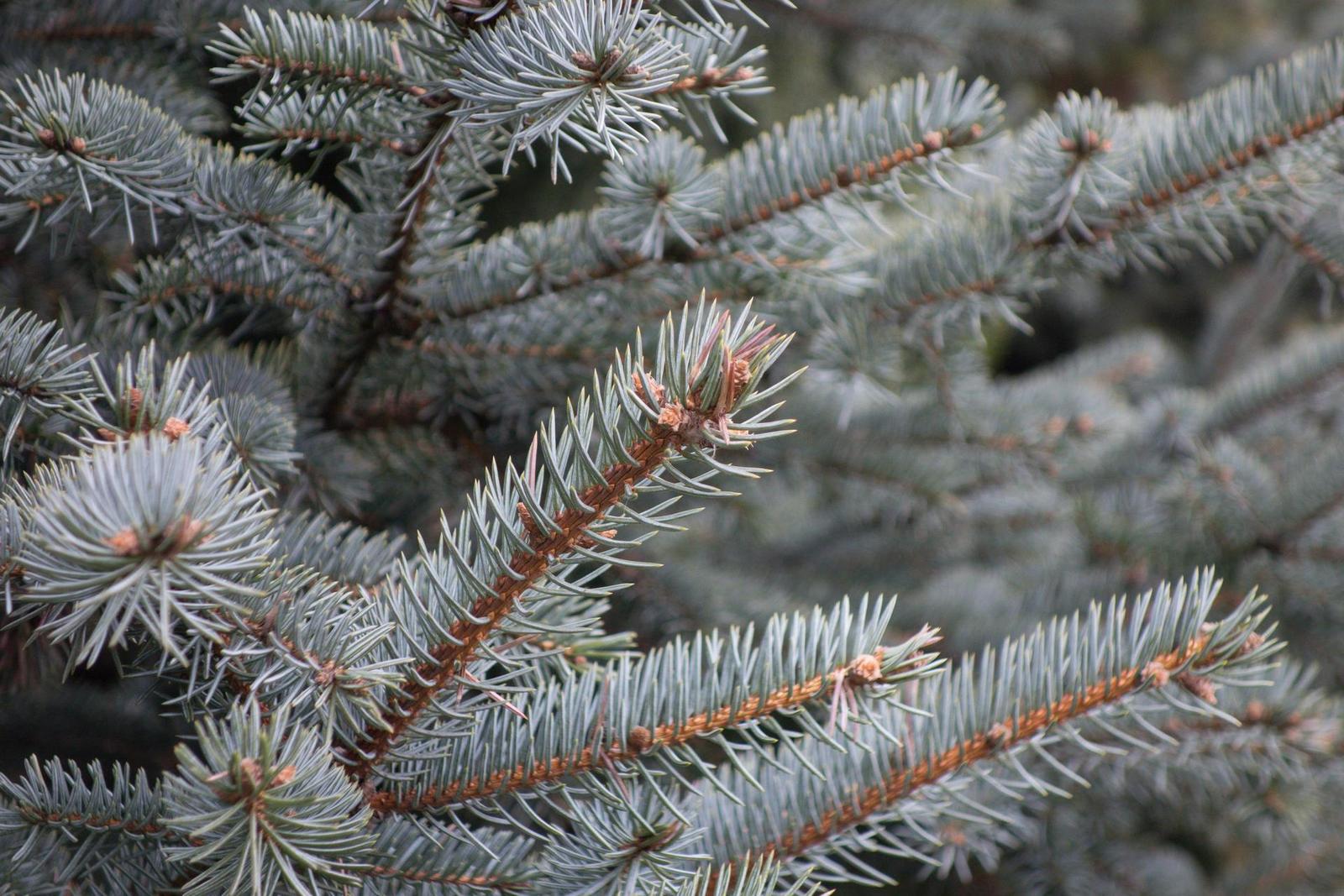 DSLR vs kompakt: Canon EOS 1200D s 18-55mm, Sony RX100