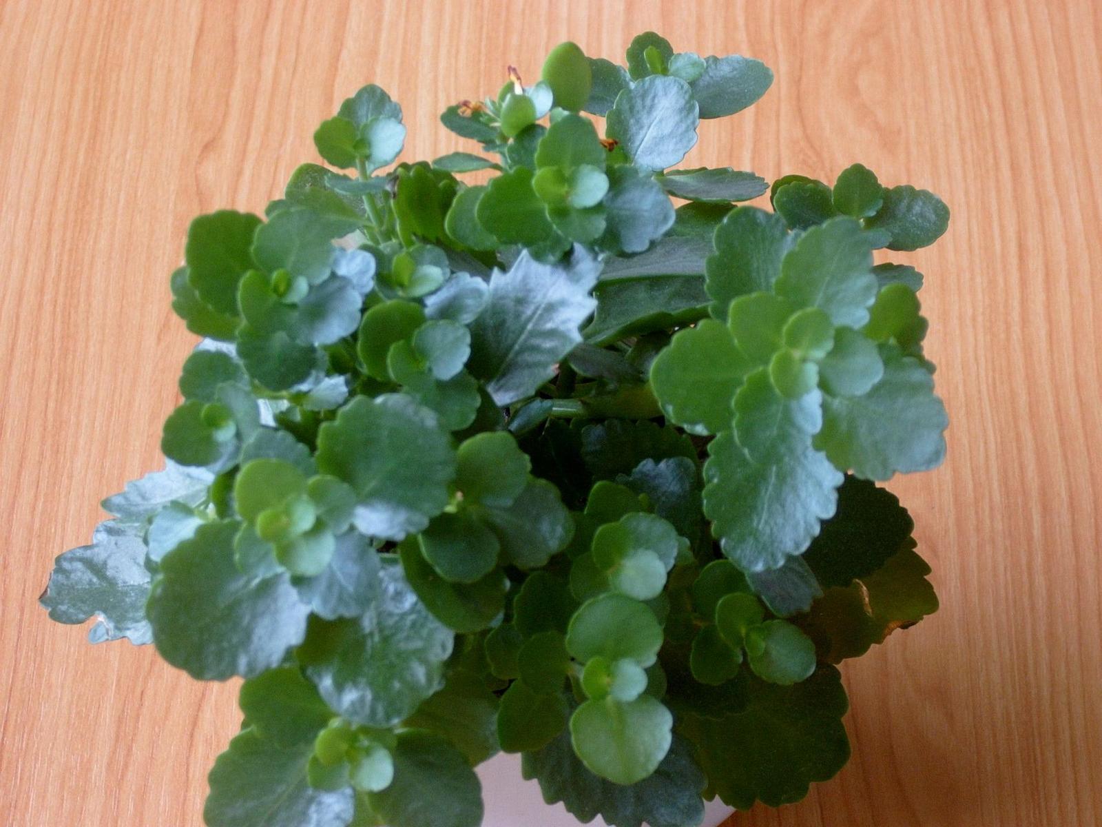 Samsung Digimax 350SE: Šikovný foťák za slušnou cenu