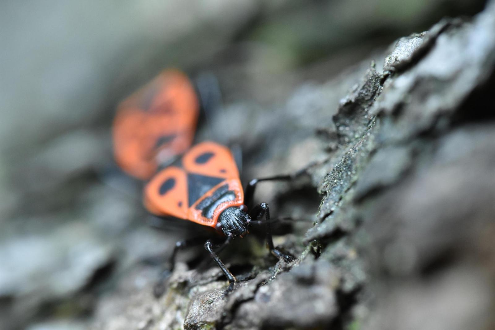 Tamron SP AF 60mm f/2.0 Di II LD [IF] Macro