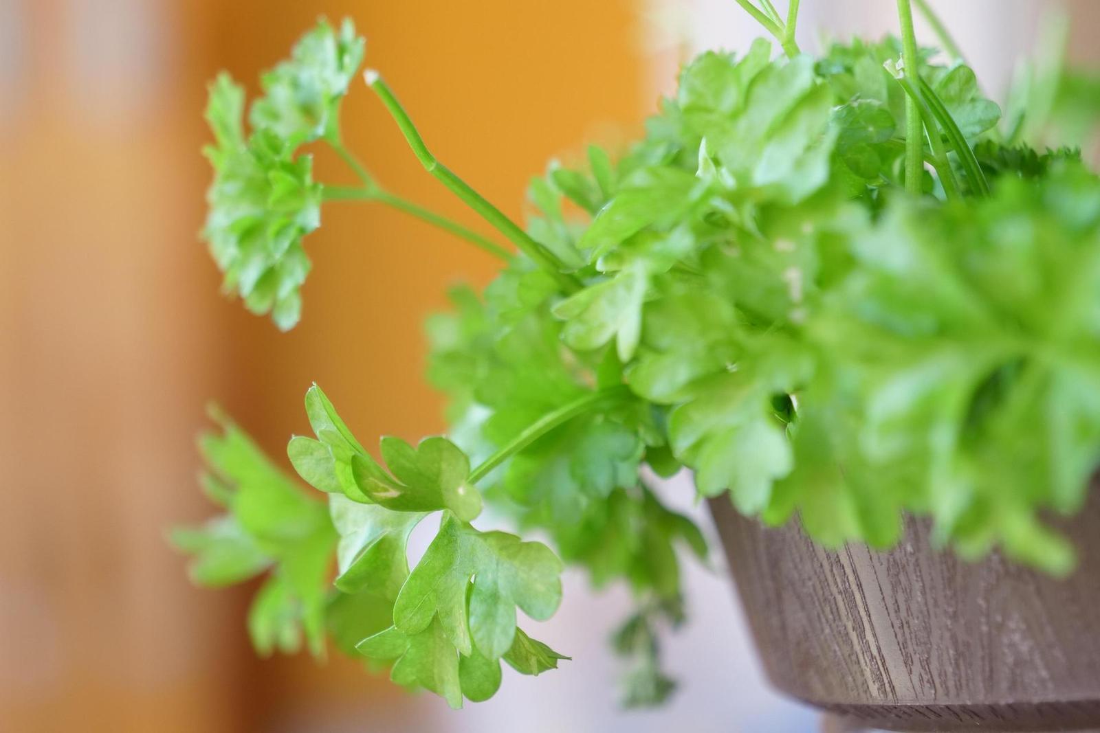 Panasonic Lumix GH5: video-profesionál