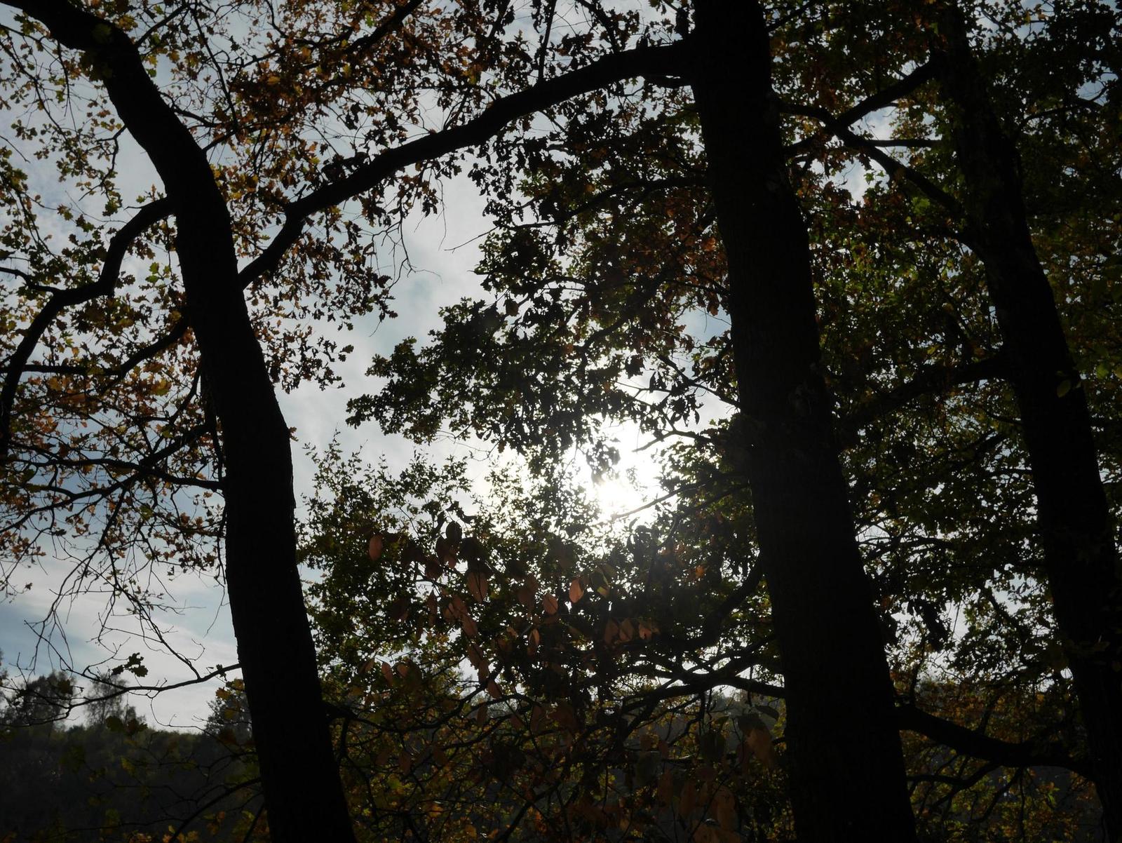 Panasonic Lumix G 20mm/F1.7 II ASPH.