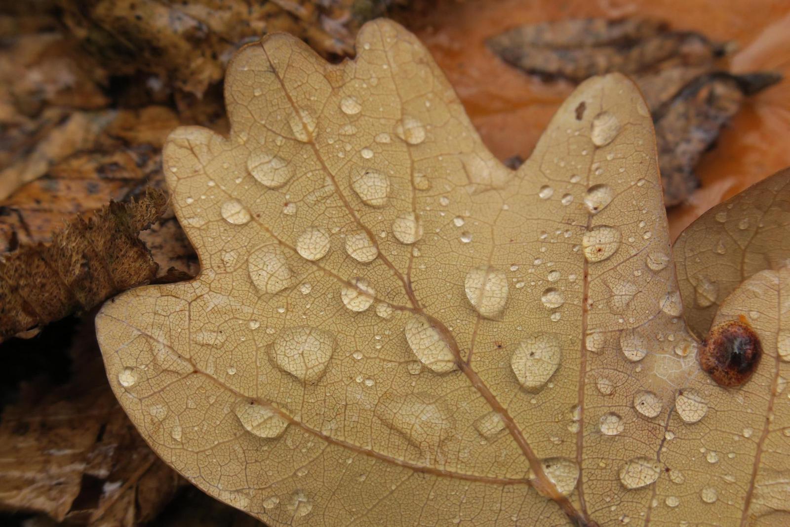 Canon PowerShot G3 X: spousta zoomu v malém těle