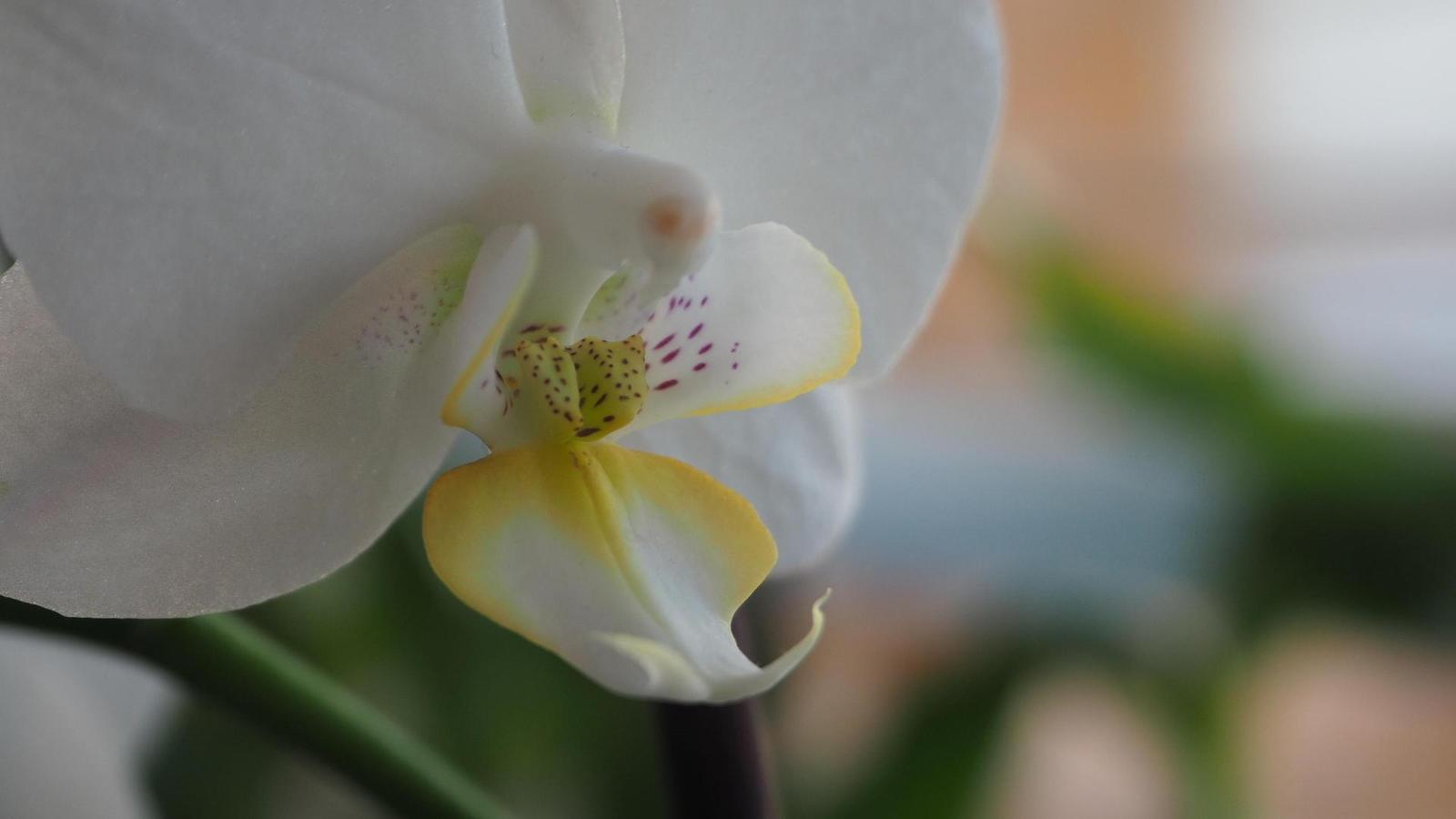 Olympus OM-D E-M10 Mark II: podařené retro