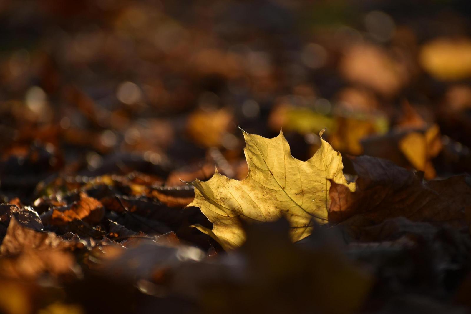 Nikon AF-P DX Nikkor 70-300 mm f/4,5-6,3G ED VR