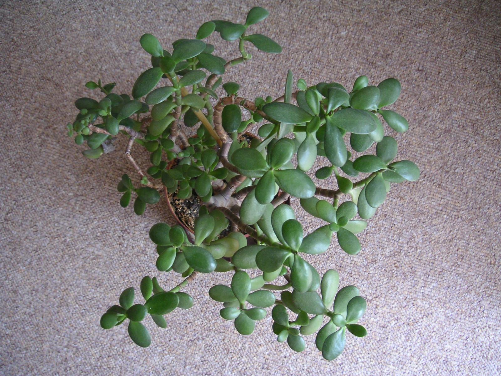 Minolta DiMAGE Xt: ještě menší a krásnější