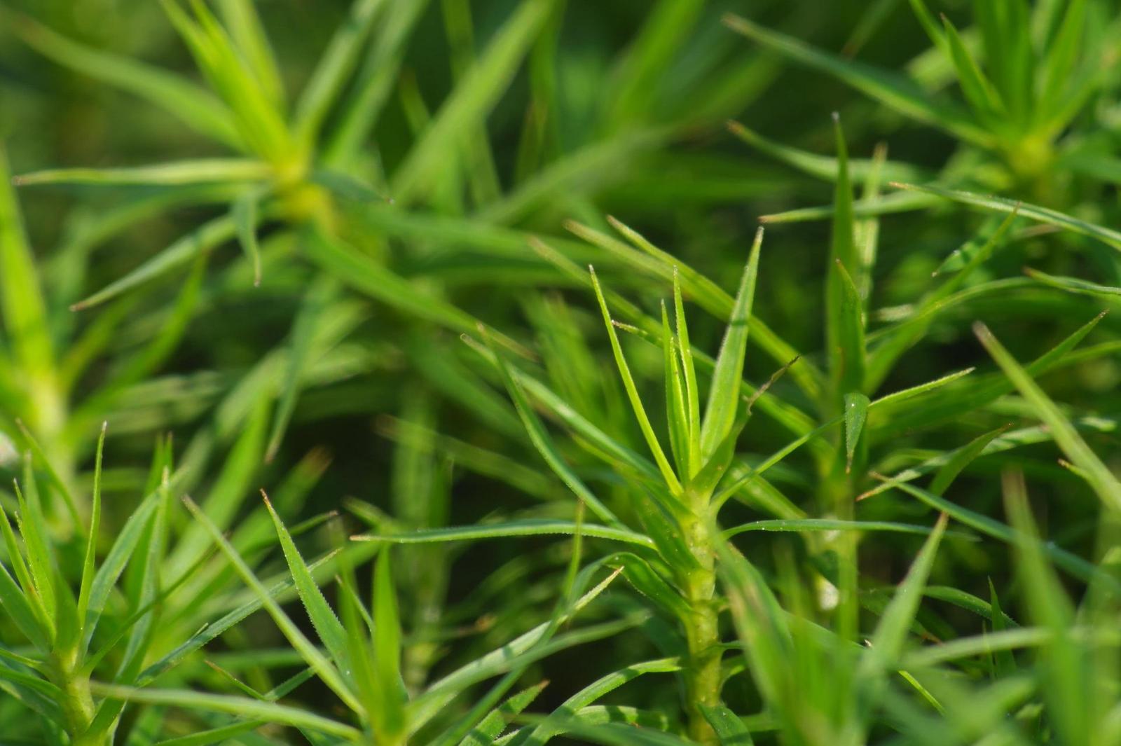 Helios 135mm F2.8 (M42)