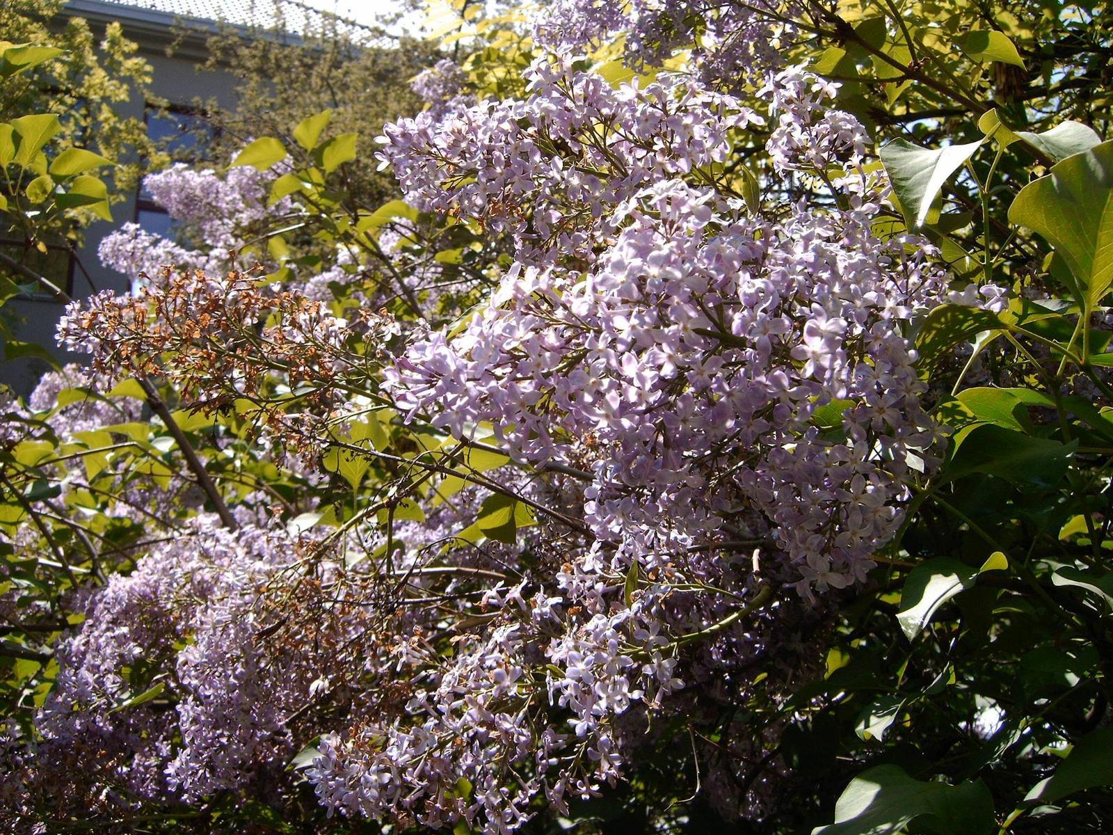 Premier 5384: bytelný, ale pomalý drobeček