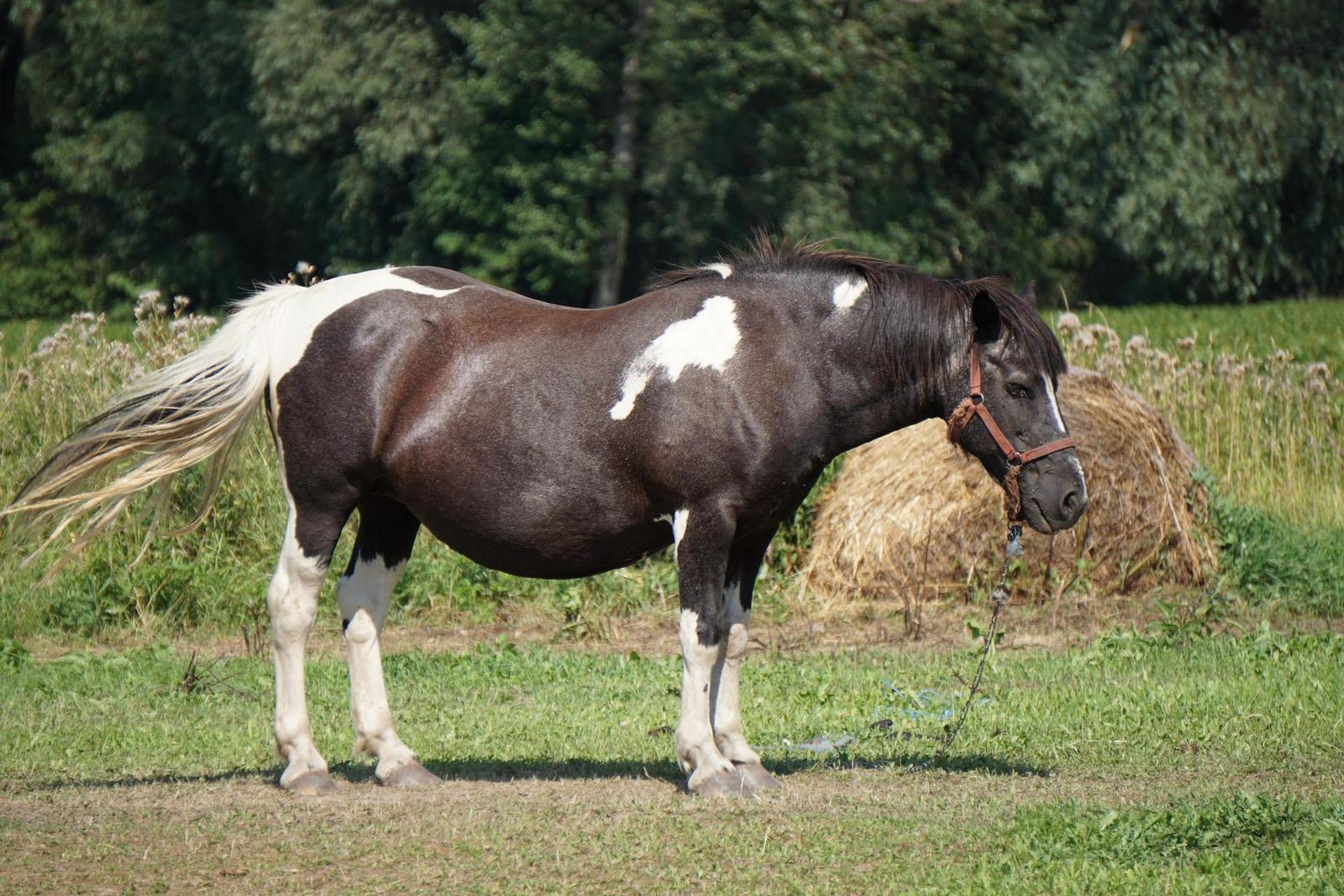 Sony E 55-210mm F4.5-6.3 OSS (SEL55210)