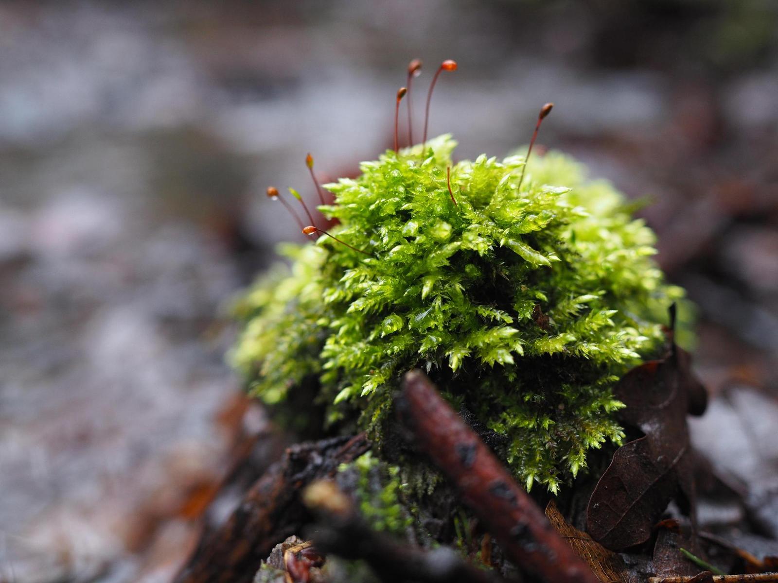 Olympus M.Zuiko Digital 25mm 1:1.8