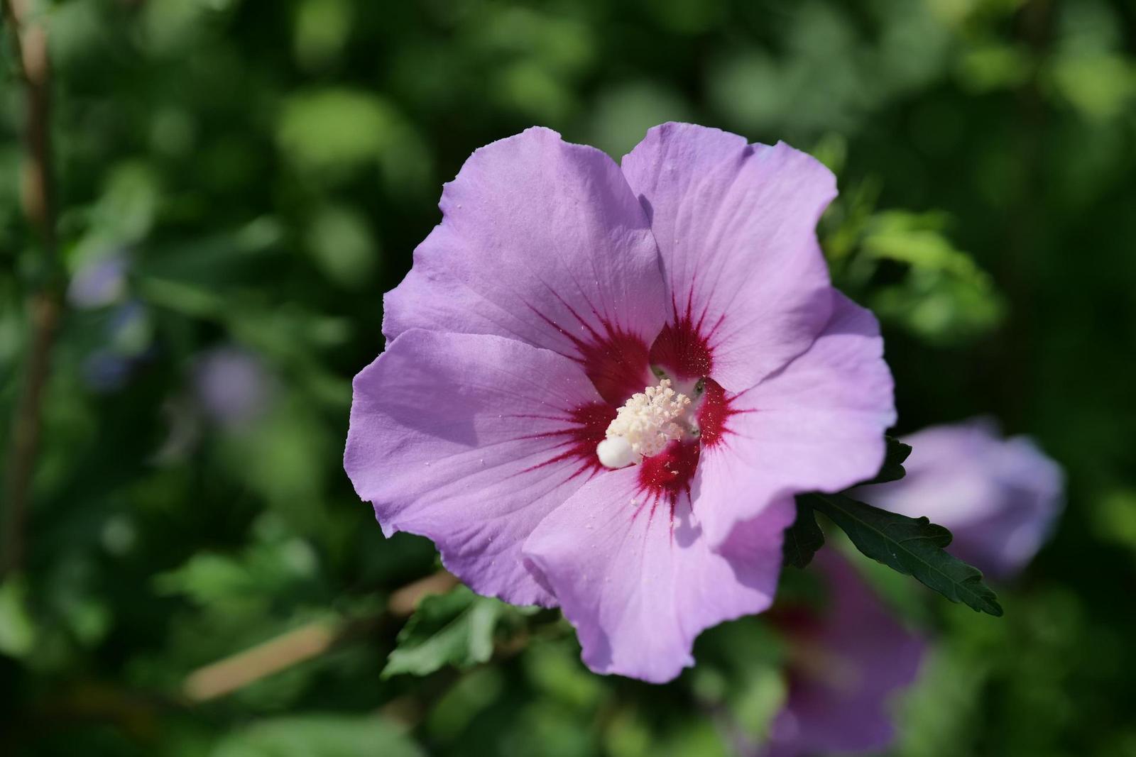 Panasonic Lumix S1: postřehy z praxe