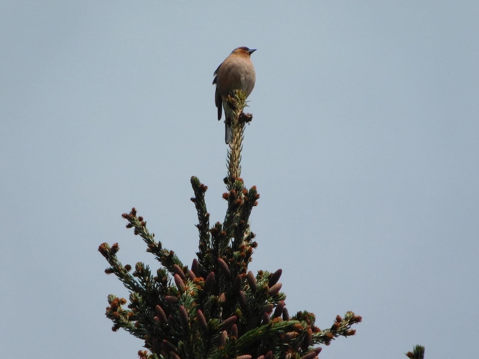 Nikon Coolpix L840: makroborec s 38x zoomem