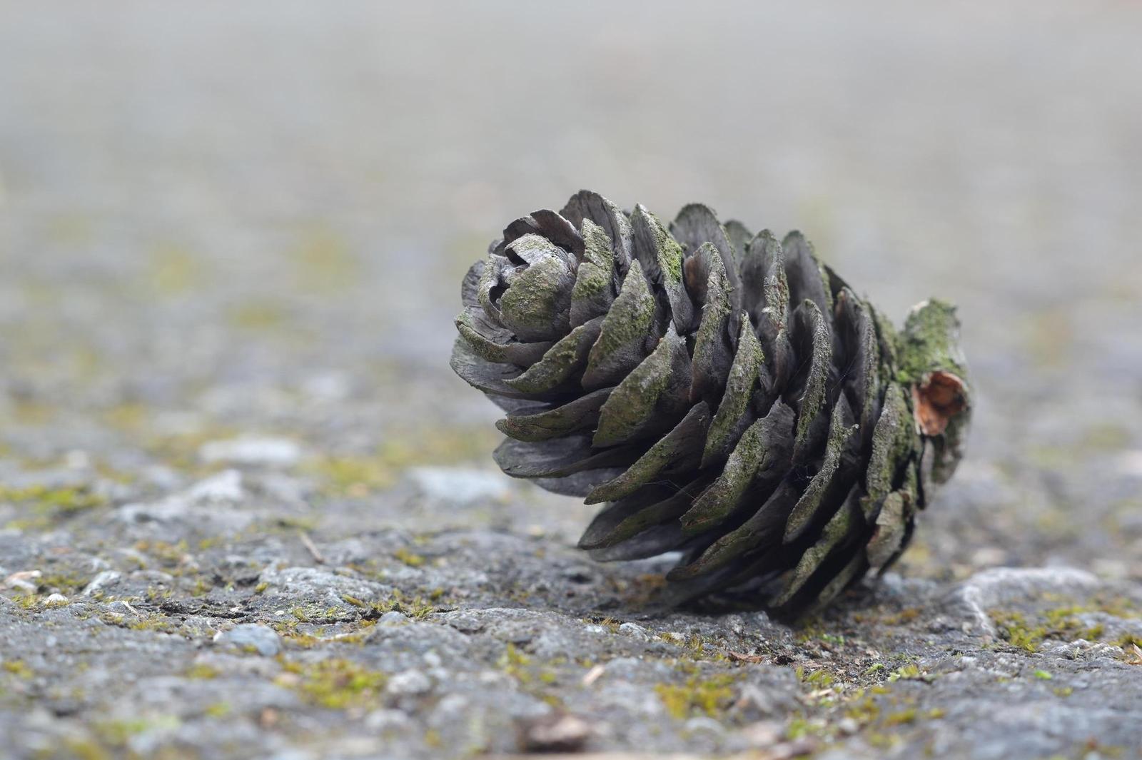 Industar-61L/D 55mm F2.8 (M39)