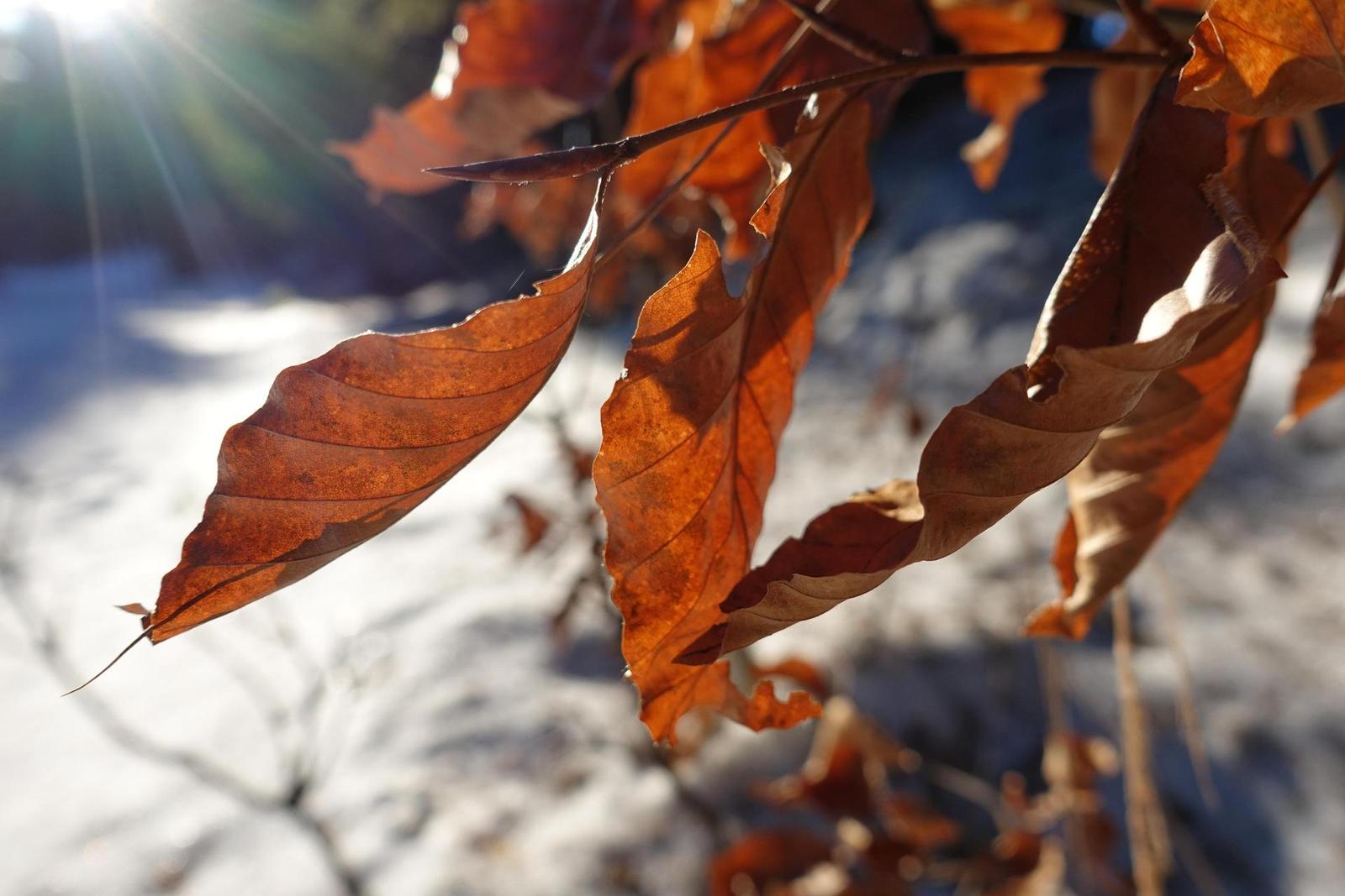 Sony Cyber-shot RX100 IV (RX100M4): zase o něco lepší