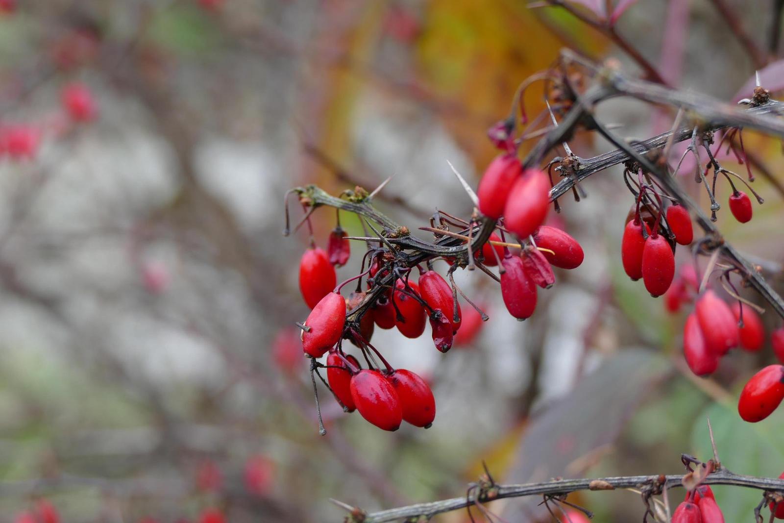 Panasonic Lumix FZ1000: legenda je zpátky