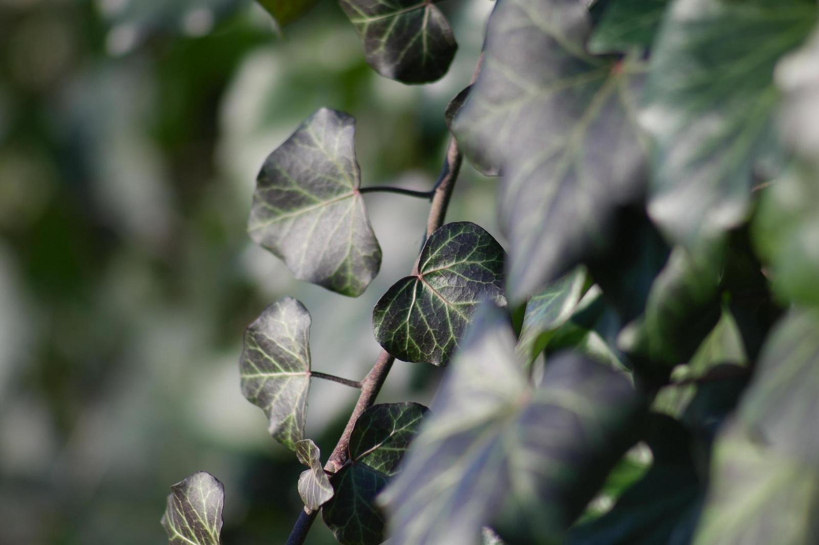 Helios 135mm F2.8 (M42)