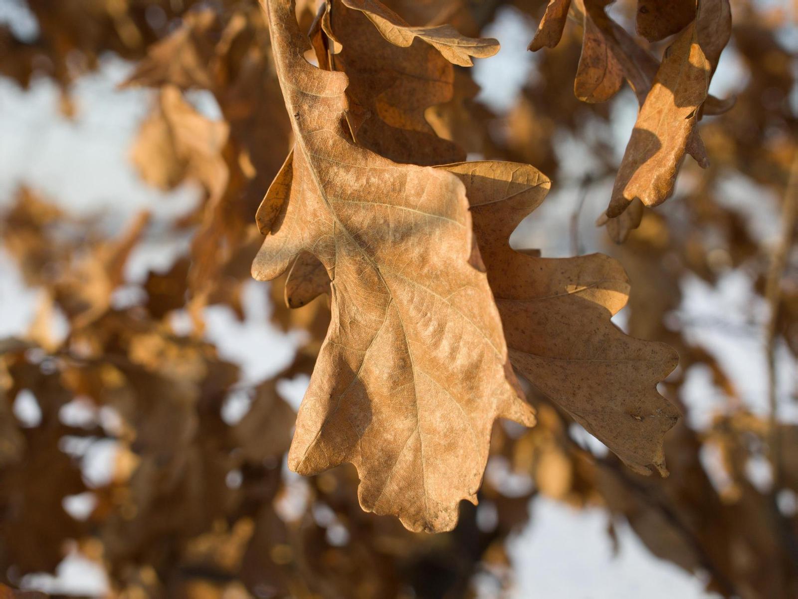 Souboj senzorů: jaký je rozdíl mezi 4/3" a 1,0" čipem?