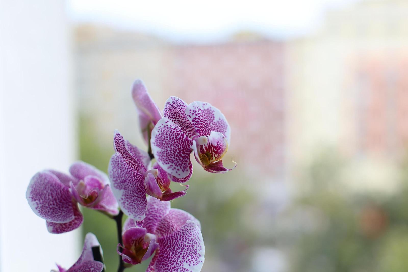 Canon EF 50mm f/1.4 USM