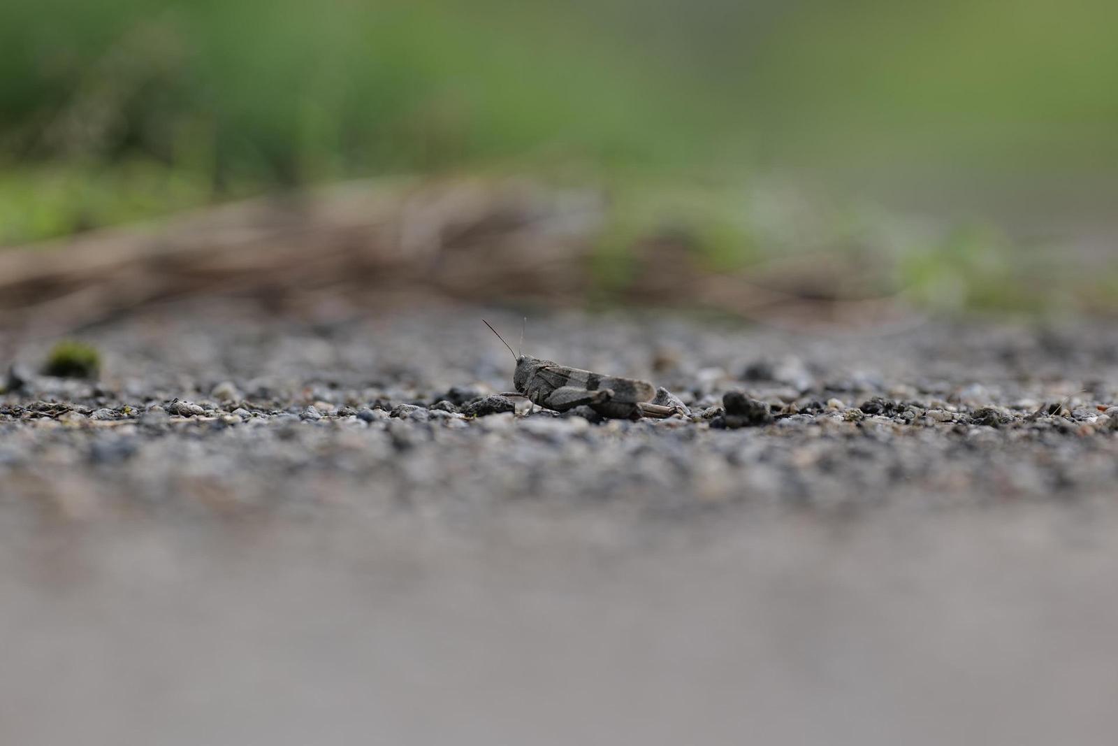 Panasonic Lumix S Pro 70-200mm F4 O.I.S.