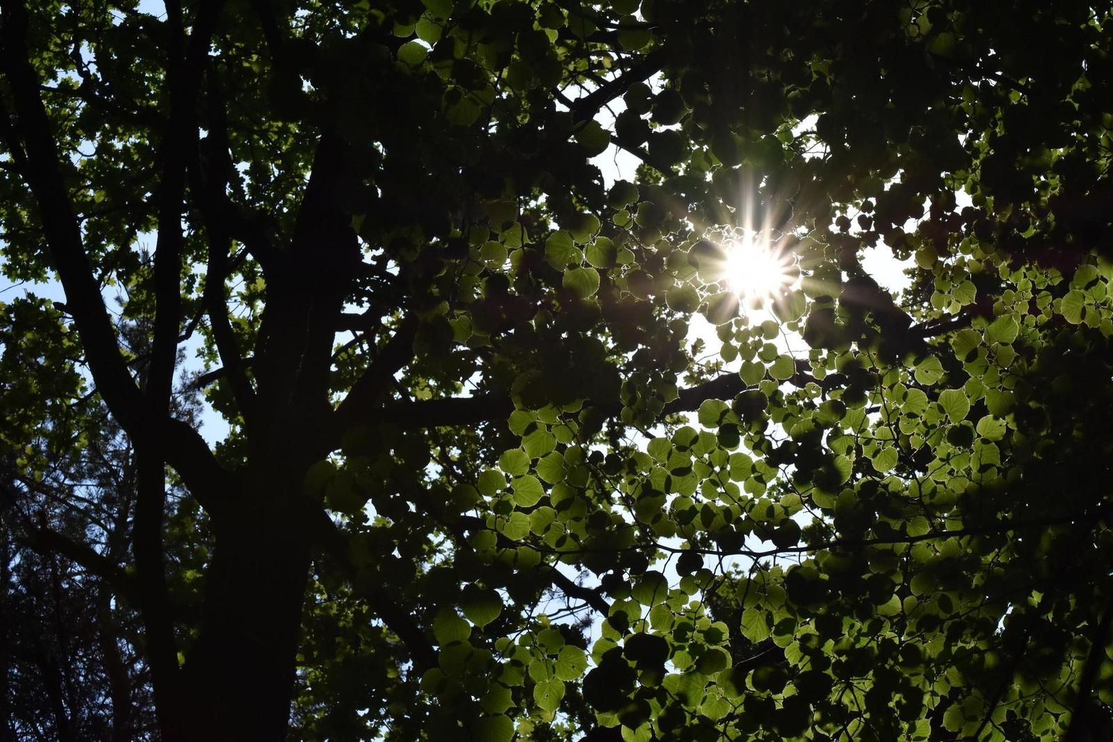 Tamron SP AF 60mm f/2.0 Di II LD [IF] Macro