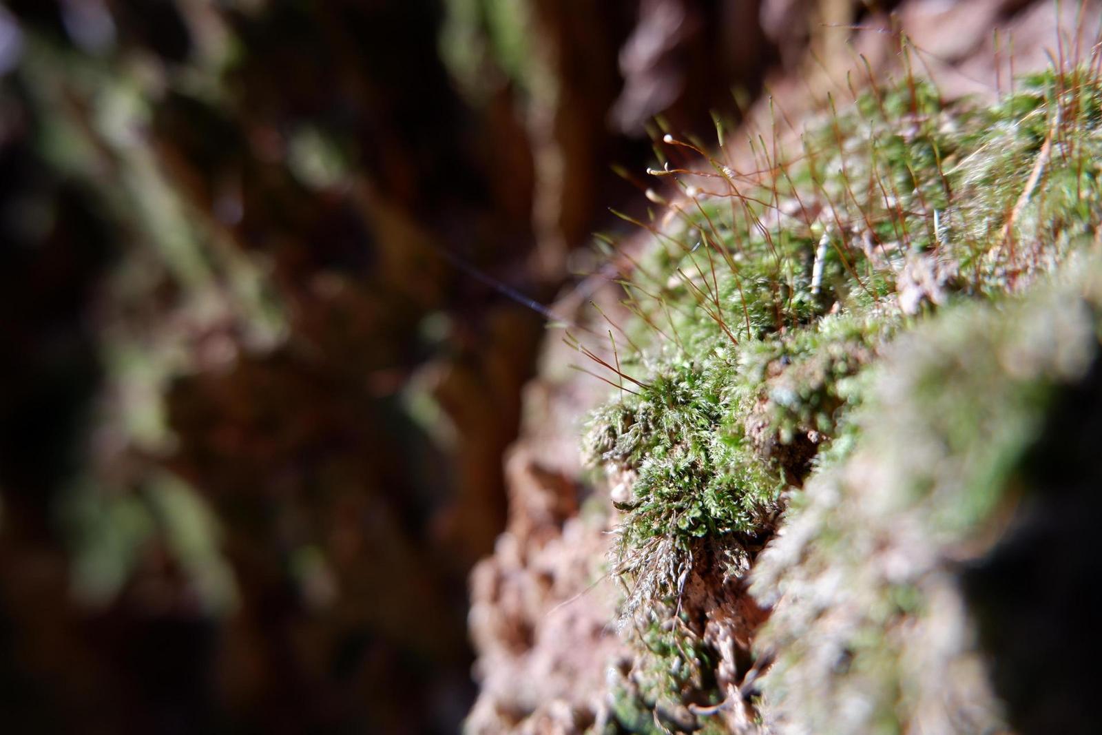 Fujinon XC 15-45mm 1:3.5-5.6 OIS PZ