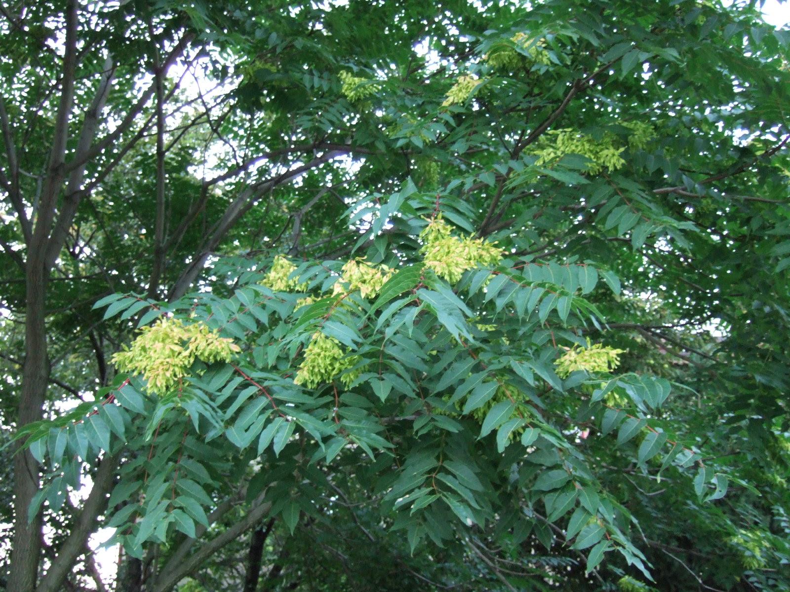 FinePix F10: Malý kompakt s vysokou citlivostí