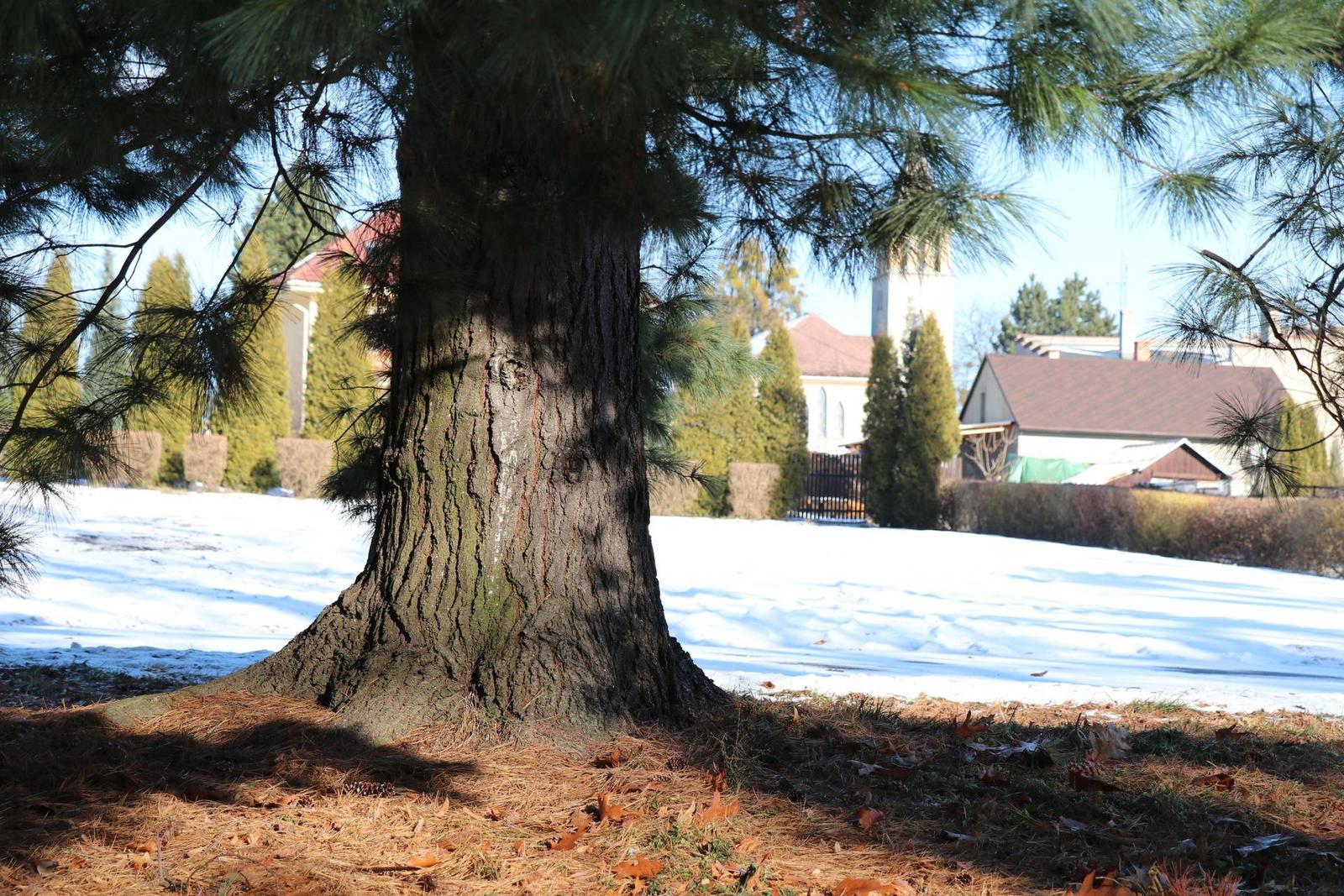 Canon EOS 80D: příjemná inovace