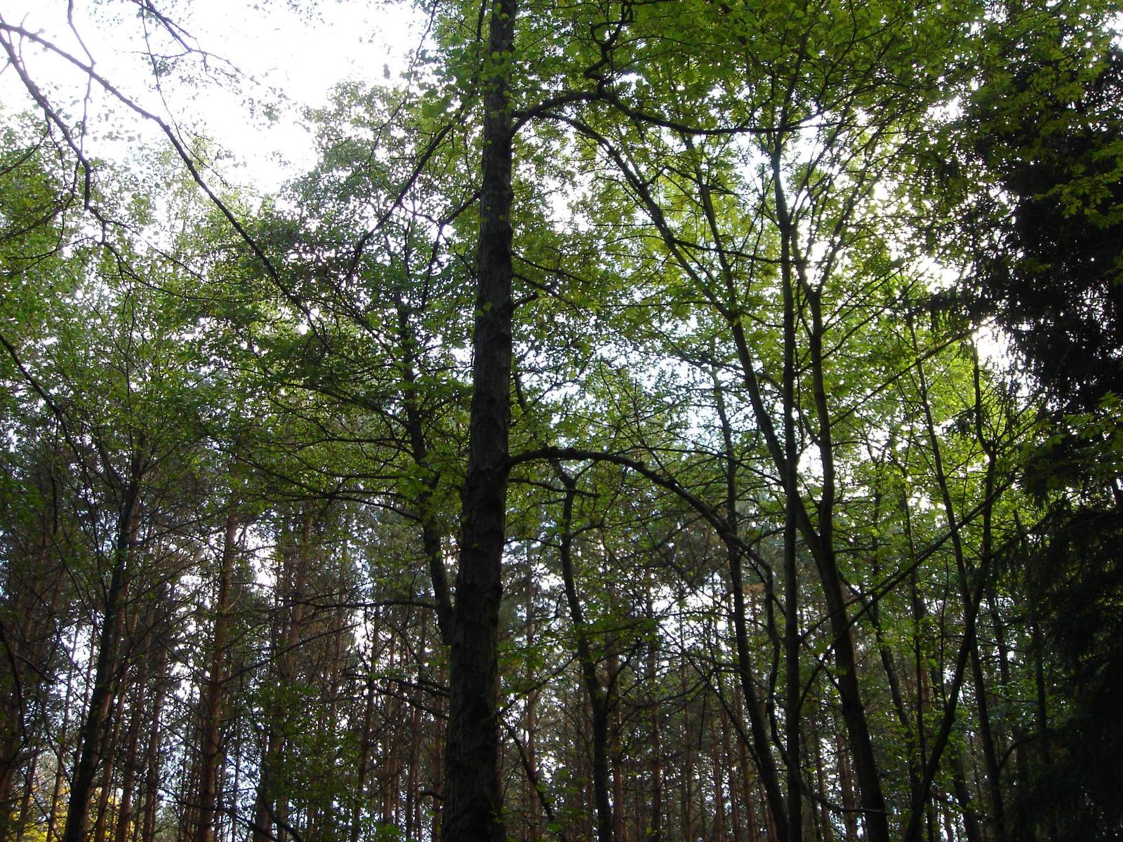 Sony Cyber-shot DSC-M2: Kamera nebo digitál?