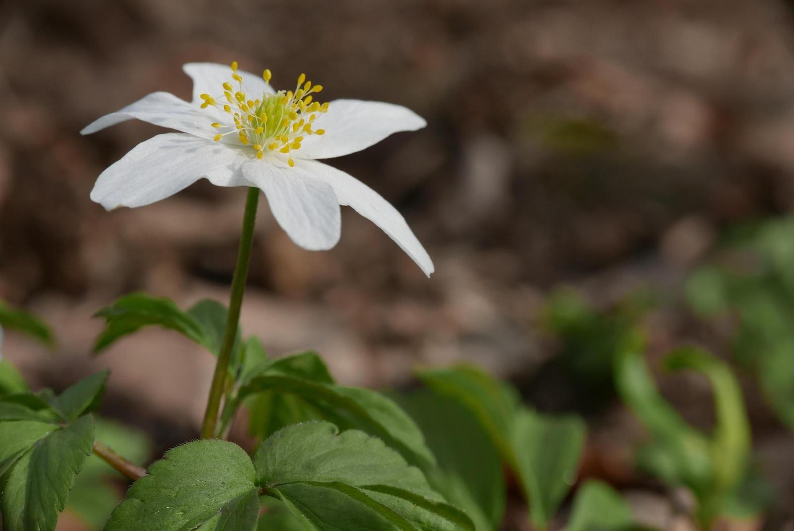 Panasonic Lumix LX100: pozoruhodný profi kompakt