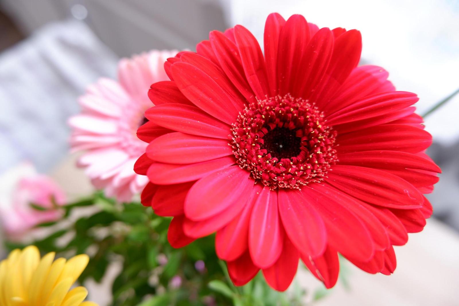 Fujifilm X-T100: postřehy z praxe