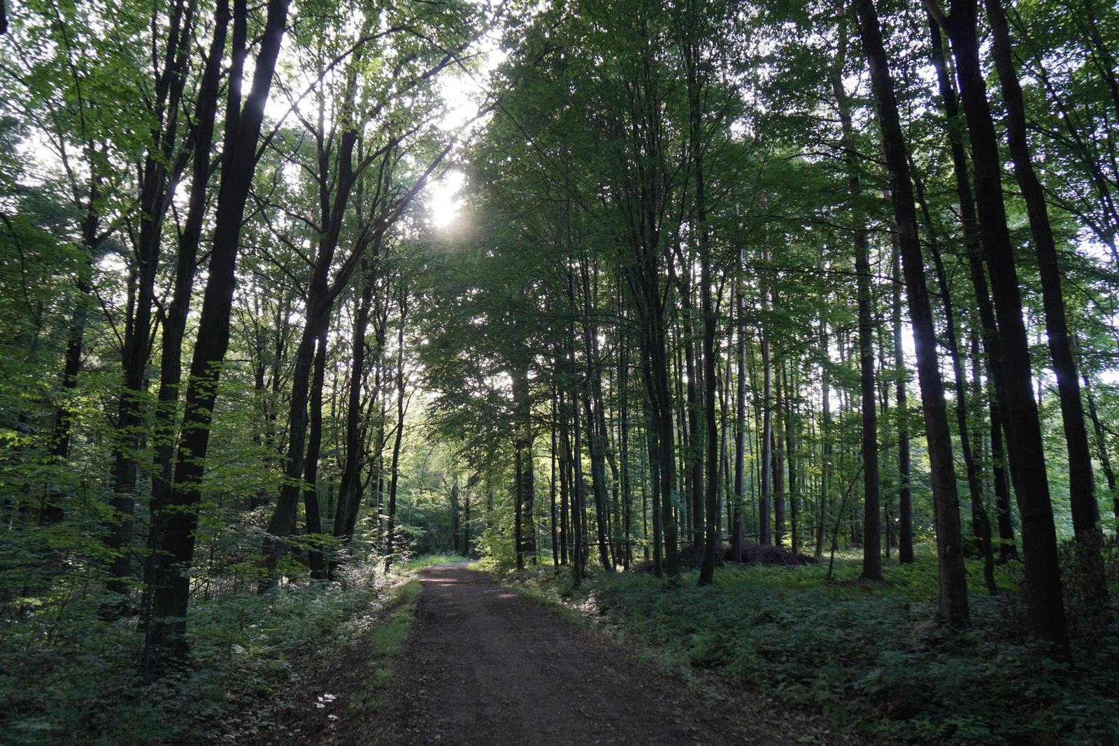 Sony Carl Zeiss Vario-Tessar T* 16-70mm F4 OSS (SEL1670Z)