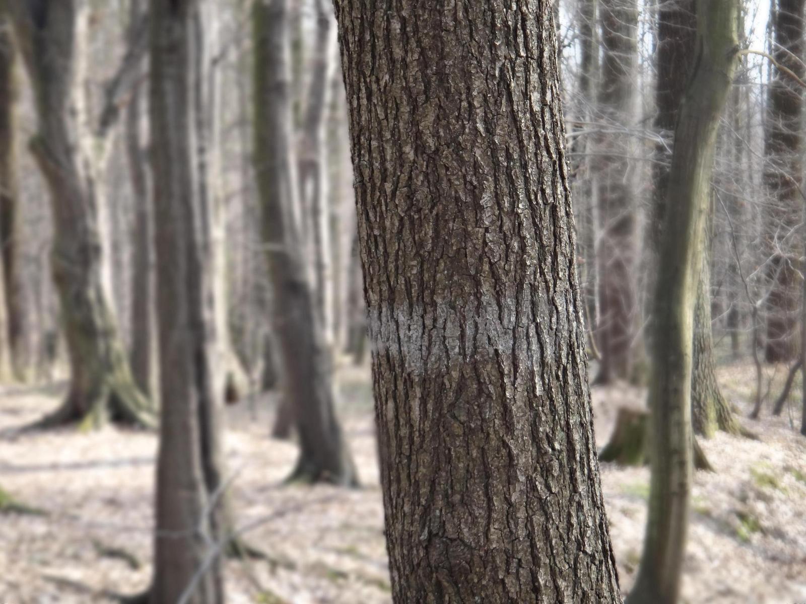 Sony Cyber-shot TX10: odolný zálesák