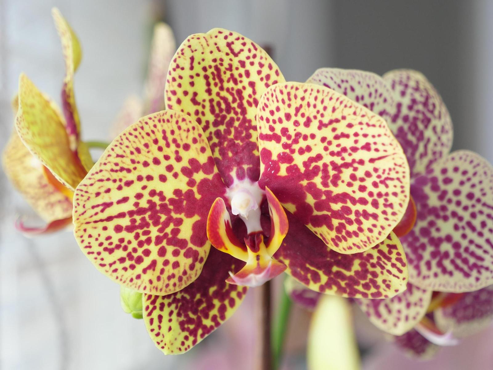 Panasonic Lumix GH5: video-profesionál