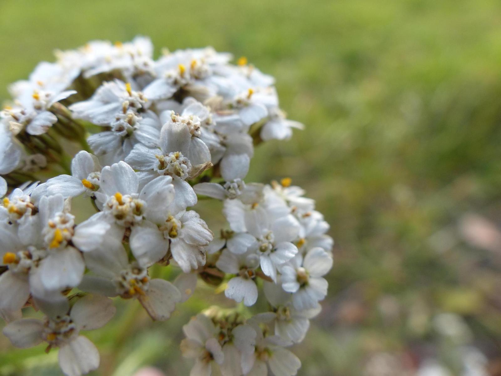 Panasonic Lumix FZ200: ultrazoomové překvapení roku