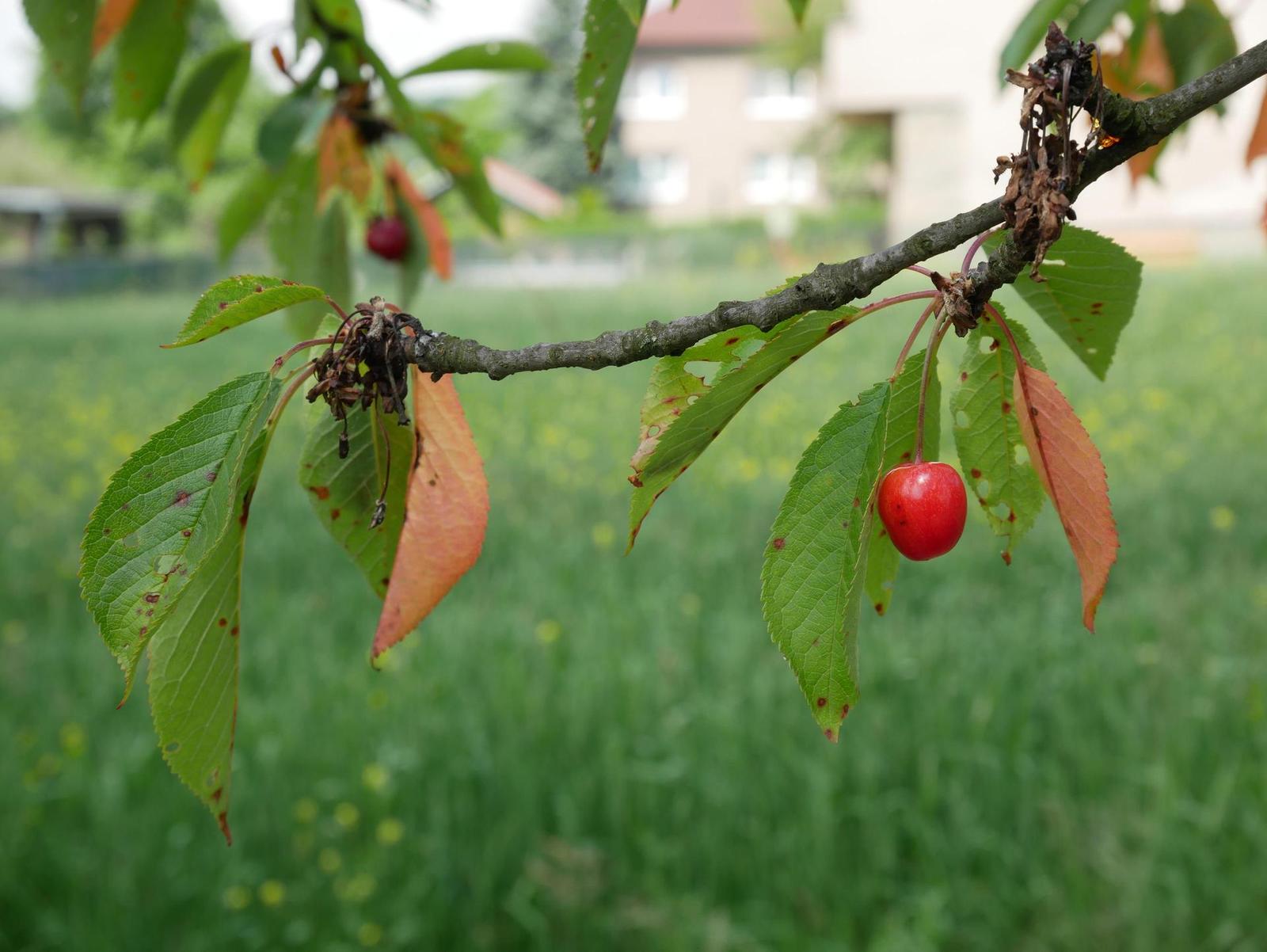 Panasonic Lumix GX80: ještě lepší, než jsme čekali