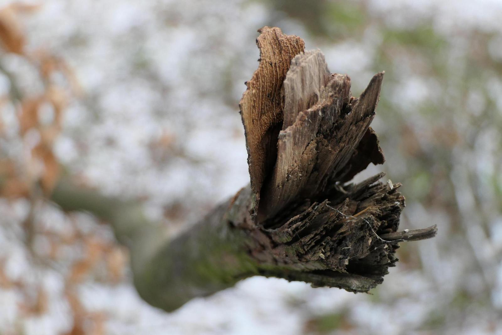 Panasonic Lumix FZ2000: ultrazoom nebo profi kamera?